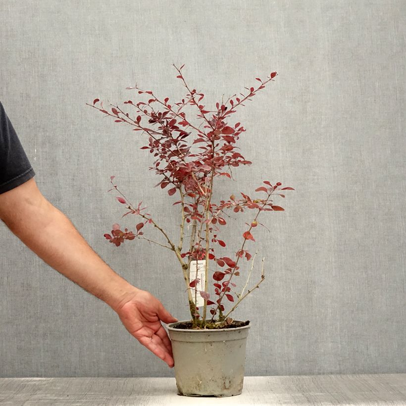 Exemplaar van Berberis ottawensis Superba - Zuurbes Pot van 3 l/4 l zoals geleverd in de zomer