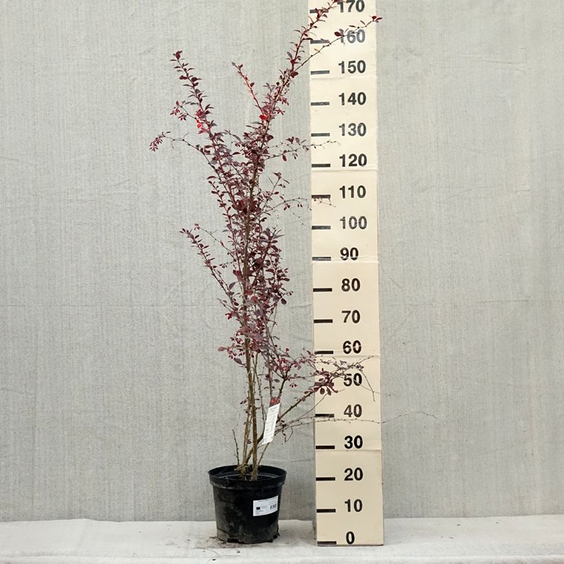 Exemplaar van Berberis ottawensis Superba - Zuurbes Pot van 7,5 l/10 l zoals geleverd in de zomer