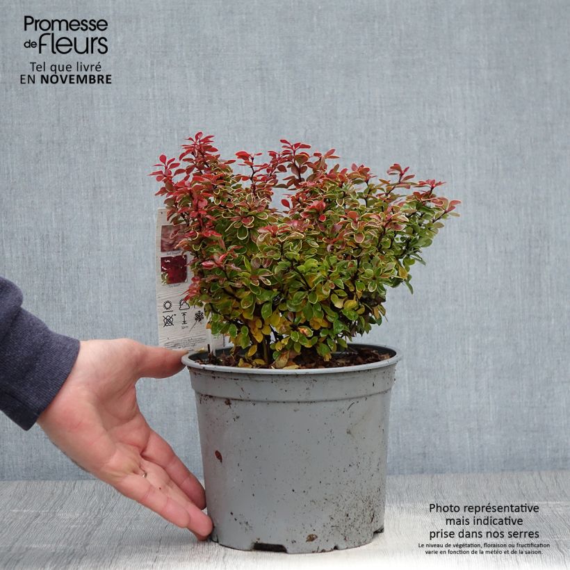 Exemplaar van Berberis thunbergii Admiration - Japanse berberis Pot van 2 l/3 l zoals geleverd in de herfst