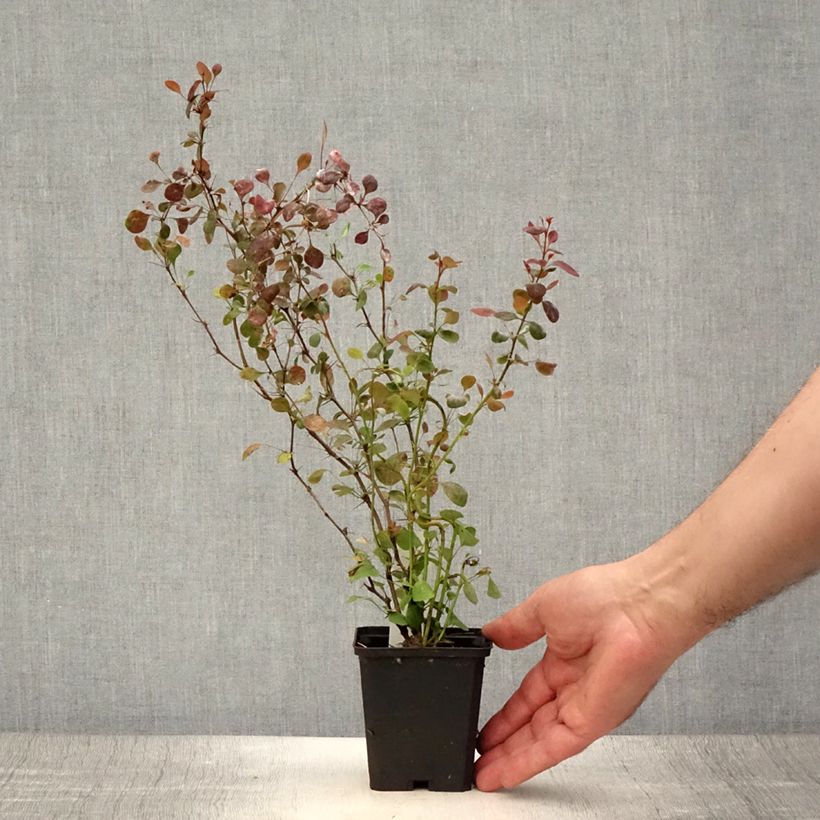 Exemplaar van Berberis thunbergii Atropurpurea - Japanse berberis Kweekpotje van 8/9 cm zoals geleverd in de zomer