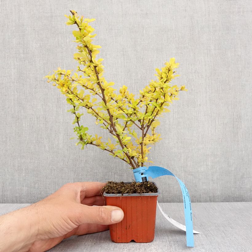 Exemplaar van Berberis thunbergii Aurea - Japanse berberis Kweekpotje van 8/9 cm zoals geleverd in de lente