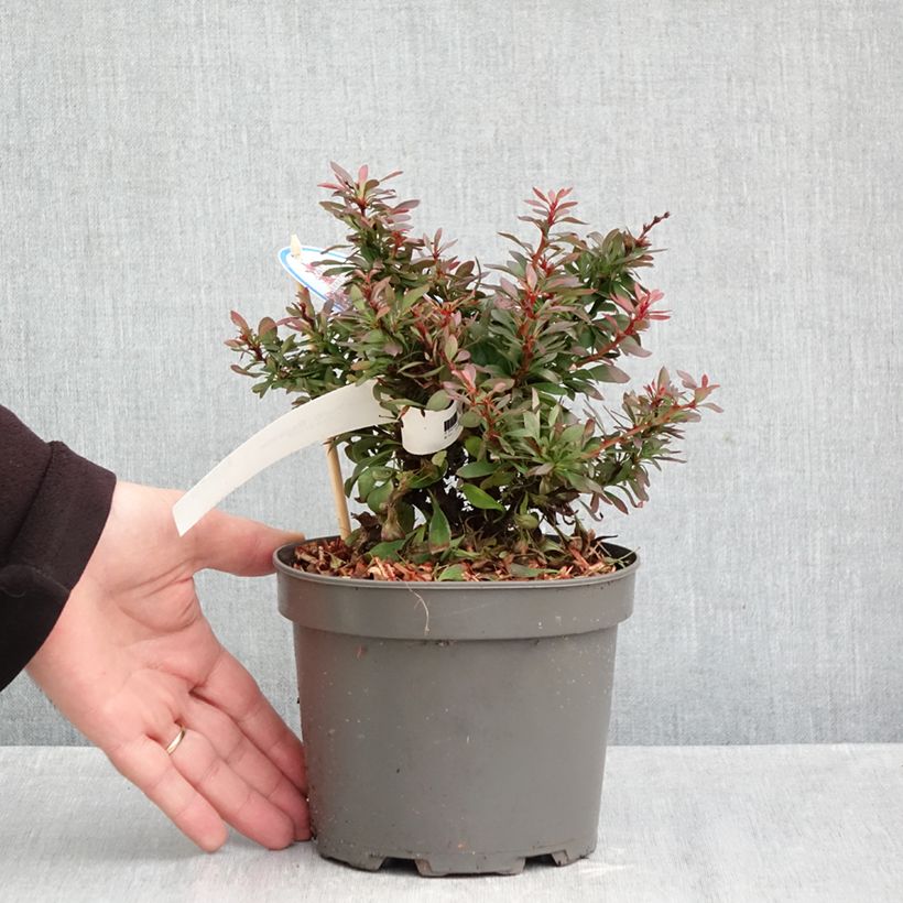 Exemplaar van Berberis thunbergii Bagatelle - Japanse berberis Pot van 2 l/3 l zoals geleverd in de herfst