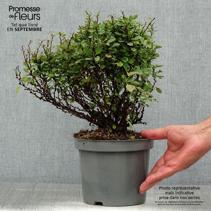 Exemplaar van Berberis thunbergii Bagatelle - Japanse berberis Pot van 2 l/3 l zoals geleverd in de zomer