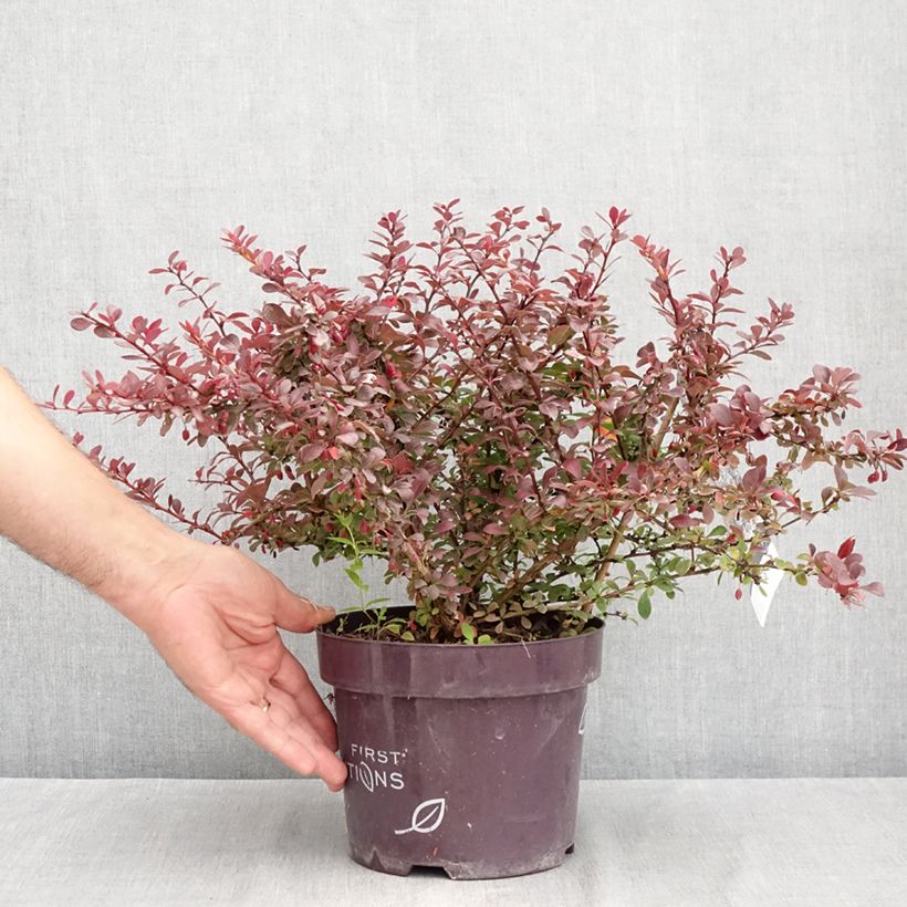 Exemplaar van Berberis thunbergii Cabernet - Japanse berberis Pot van 3 l/4 l zoals geleverd in de zomer