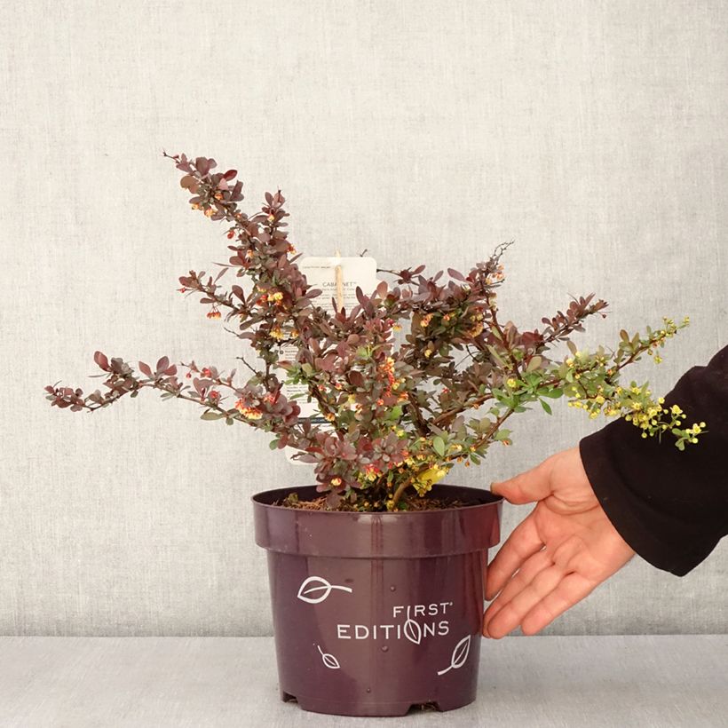 Exemplaar van Berberis thunbergii Cabernet - Japanse berberis Pot van 3 l/4 l zoals geleverd in de lente