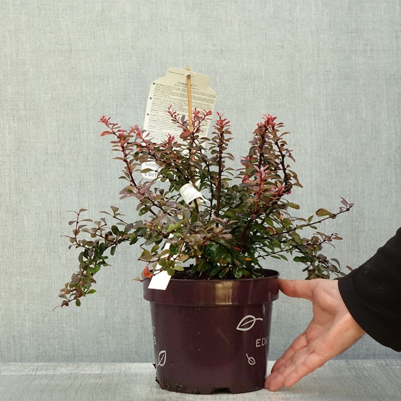 Exemplaar van Berberis thunbergii Cabernet - Epine-vinette Pot de 3L/4L zoals geleverd in de herfst