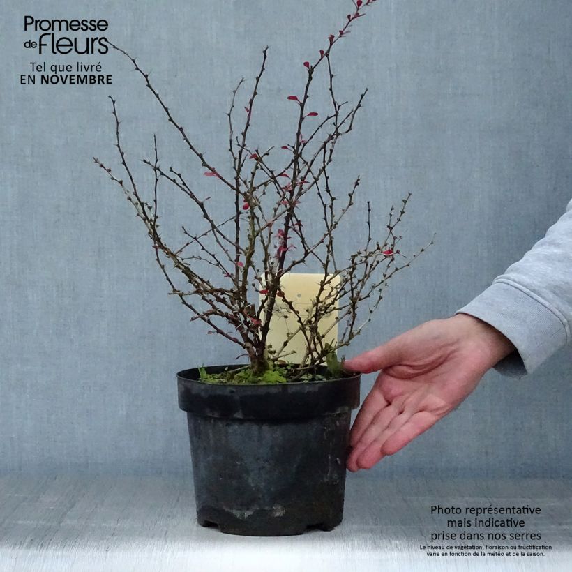 Exemplaar van Berberis thunbergii Darts Red Lady - Japanse berberis Pot van 2 l/3 l zoals geleverd in de herfst