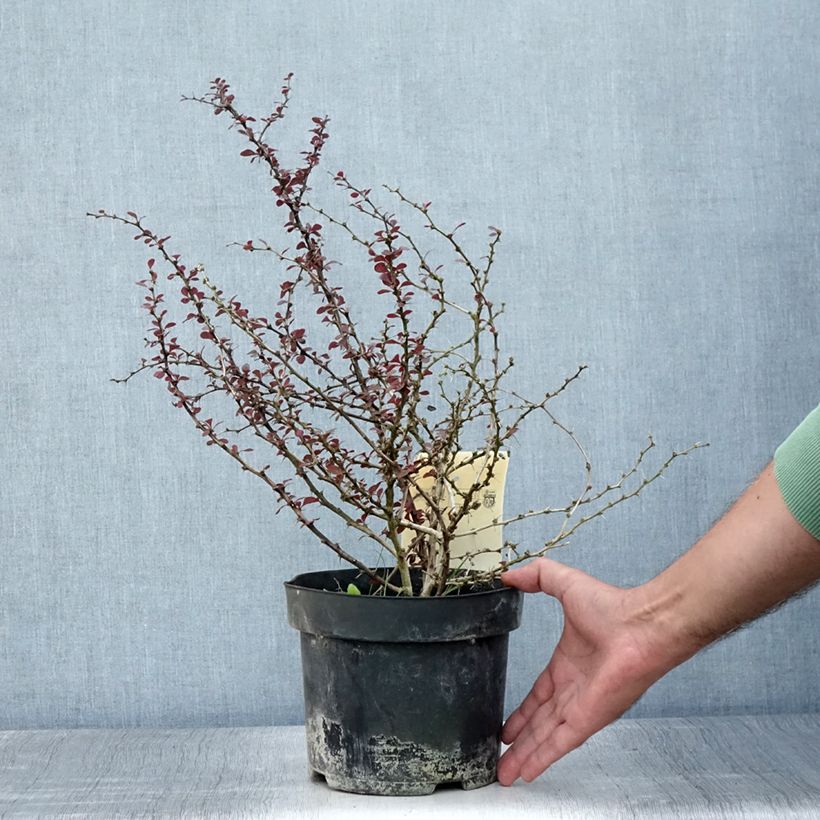 Exemplaar van Berberis thunbergii Darts Red Lady - Japanse berberis Pot van 2 l/3 l zoals geleverd in de zomer