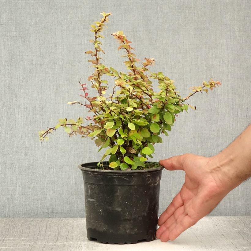 Exemplaar van Berberis thunbergii - Japanse berberis Pot van 2 l/3 l zoals geleverd in de zomer