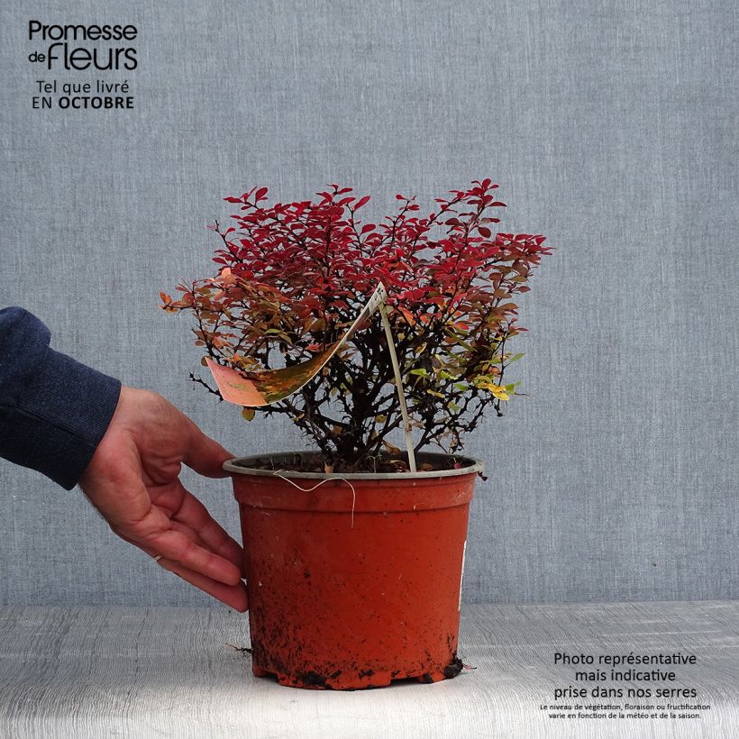 Exemplaar van Berberis thunbergii Fireball - Japanse berberis Pot van 2 l/3 l zoals geleverd in de herfst