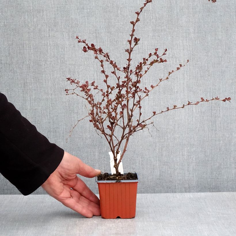 Exemplaar van Berberis thunbergii Flamingo - Japanse berberis Kweekpotje van 8/9 cm zoals geleverd in de lente