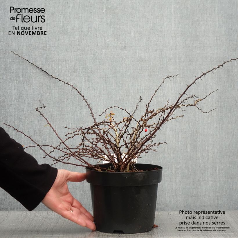 Exemplaar van Berberis thunbergii Golden Carpet - Japanse berberis Pot van 3 l/4 l zoals geleverd in de herfst