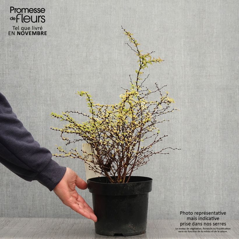 Exemplaar van Berberis thunbergii Golden Dream - Japanse berberis Pot van 2 l/3 l zoals geleverd in de herfst