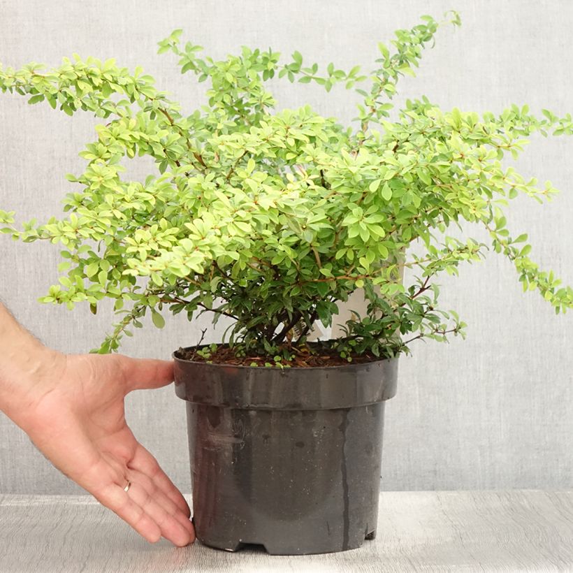 Exemplaar van Berberis thunbergii Golden Dream - Japanse berberis Pot van 2 l/3 l zoals geleverd in de zomer