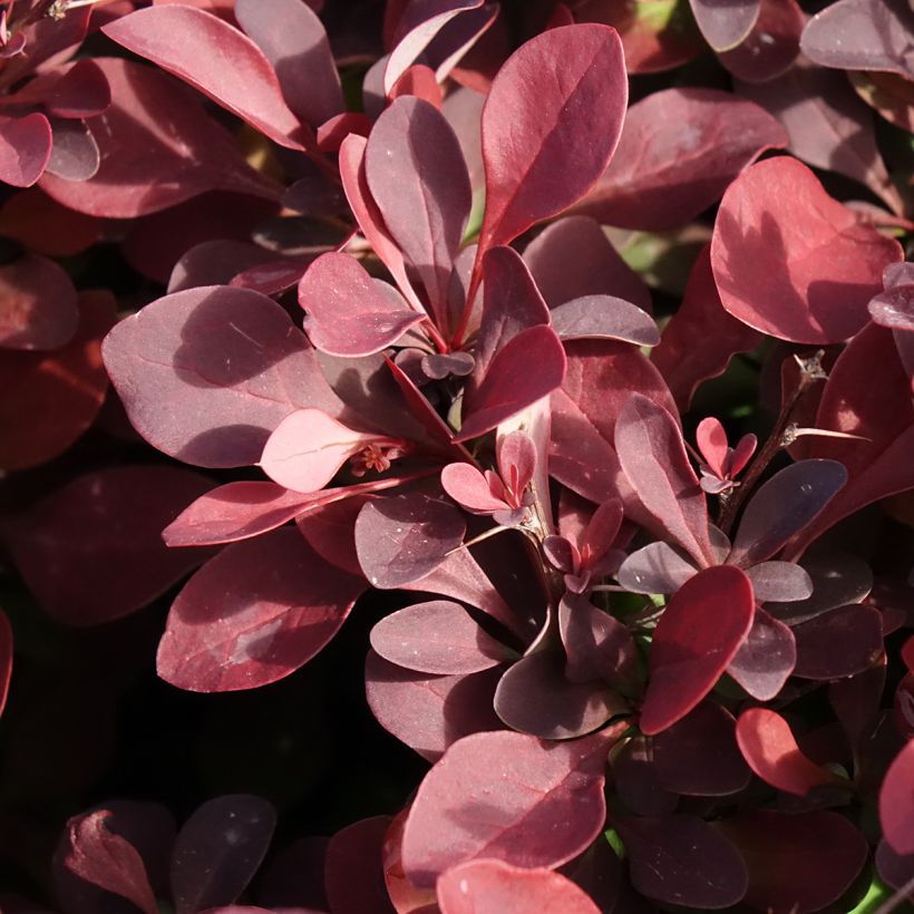 Berberis thunbergii Golden Ring - Japanse berberis (Blad)