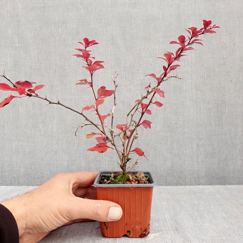 Exemplaar van Berberis thunbergii Golden Ring - Japanse berberis Kweekpotje van 8/9 cm zoals geleverd in de herfst