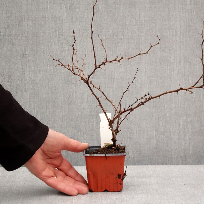 Example of Berberis thunbergii Golden Ring - Japanse berberis Kweekpotje van 8/9 cm as you get in hiver