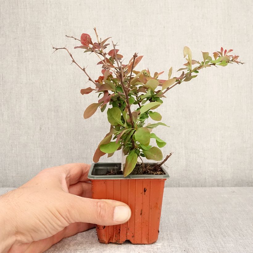 Exemplaar van Berberis thunbergii Golden Ring - Japanse berberis Kweekpotje van 8/9 cm zoals geleverd in de lente
