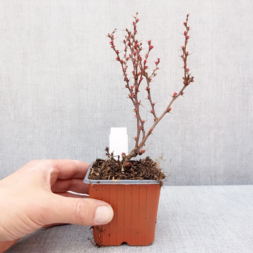 Example of Berberis thunbergii Golden Ruby - Japanse berberis Kweekpotje van 8/9 cm as you get in hiver