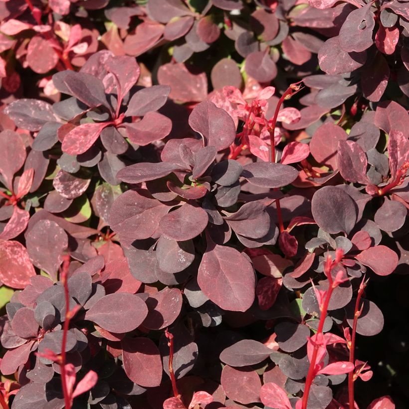 Berberis thunbergii Inspiration - Japanse berberis (Blad)