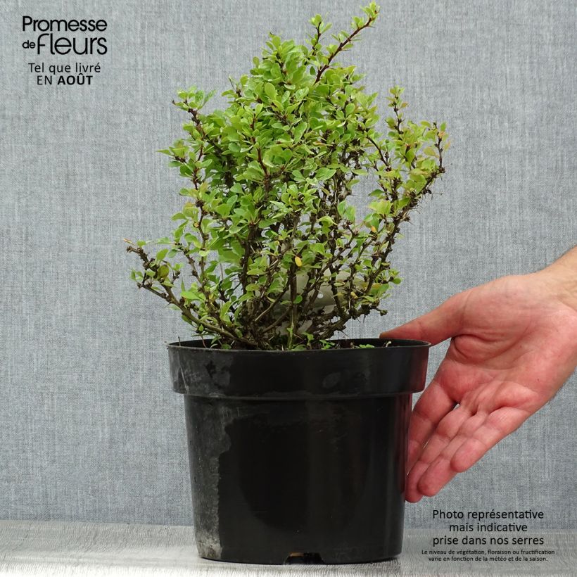 Exemplaar van Berberis thunbergii Kobold - Japanse berberis Pot van 2 l/3 l zoals geleverd in de zomer