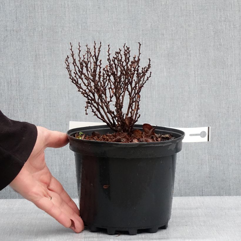 Example of Berberis thunbergii Lutin Rouge - Japanse berberis Pot van 2 l/3 l as you get in hiver