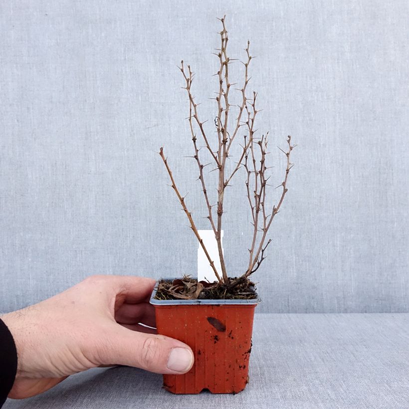 Example of Berberis thunbergii Maria - Japanse berberis Kweekpotje van 8/9 cm as you get in hiver