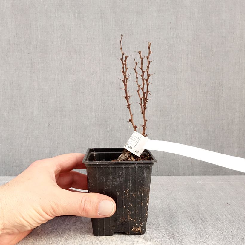 Exemplaar van Berberis thunbergii Orange Torch - Japanse berberis Kweekpotje van 8/9 cm zoals geleverd in de winter