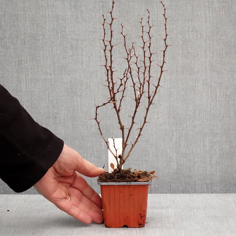 Example of Berberis thunbergii Powwow - Epine-vinette Kweekpotje van 8/9 cm as you get in hiver
