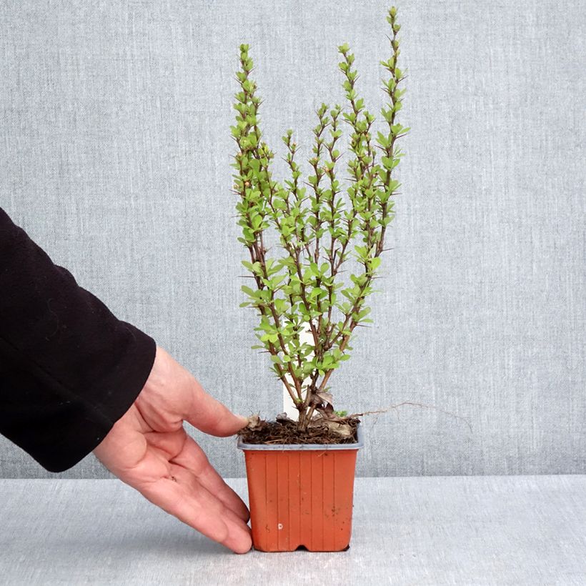 Exemplaar van Berberis thunbergii Powwow - Japanse berberis Kweekpotje van 8/9 cm zoals geleverd in de lente