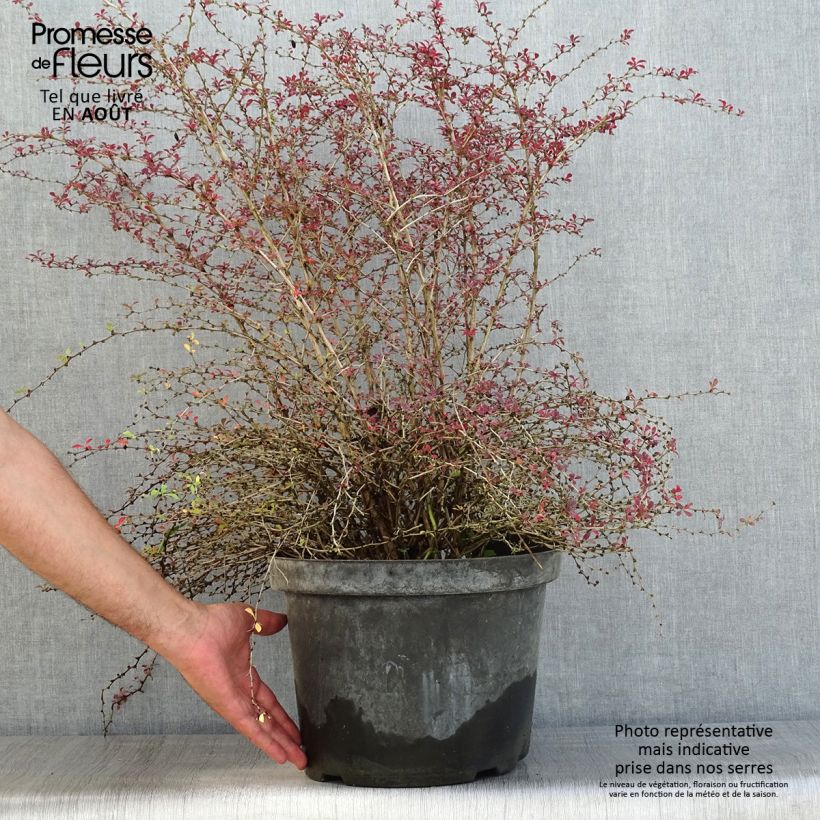 Exemplaar van Berberis thunbergii Red Dream - Japanse berberis Pot van 7,5 l/10 l zoals geleverd in de zomer