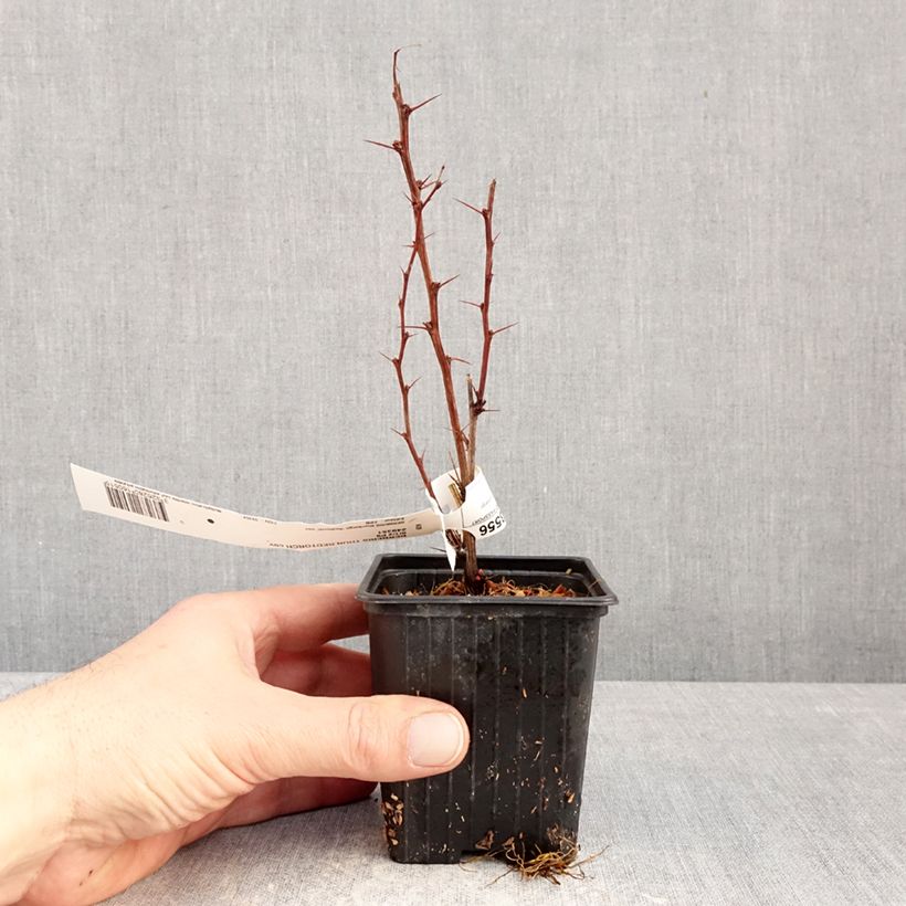Exemplaar van Berberis thunbergii Red Torch - Japanse berberis Kweekpotje van 8/9 cm zoals geleverd in de winter