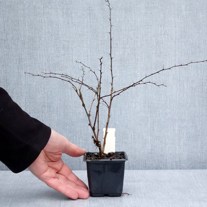 Example of Berberis thunbergii Rosy Glow Kweekpotje van 8/9 cm as you get in hiver