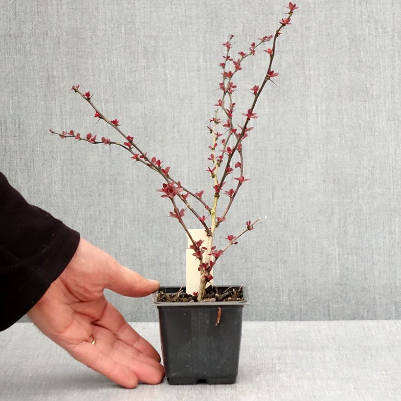 Exemplaar van Berberis thunbergii Rosy Glow - Japanse berberis Kweekpotje van 8/9 cm zoals geleverd in de lente