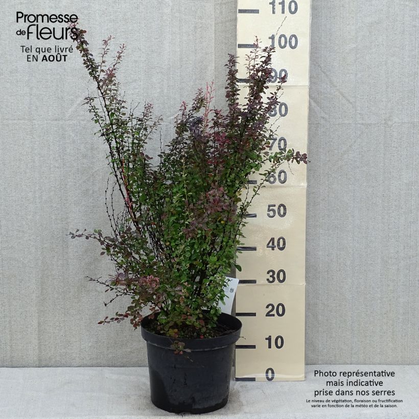 Exemplaar van Berberis thunbergii Rosy Rocket - Japanse berberis Pot van 7,5 l/10 l zoals geleverd in de zomer