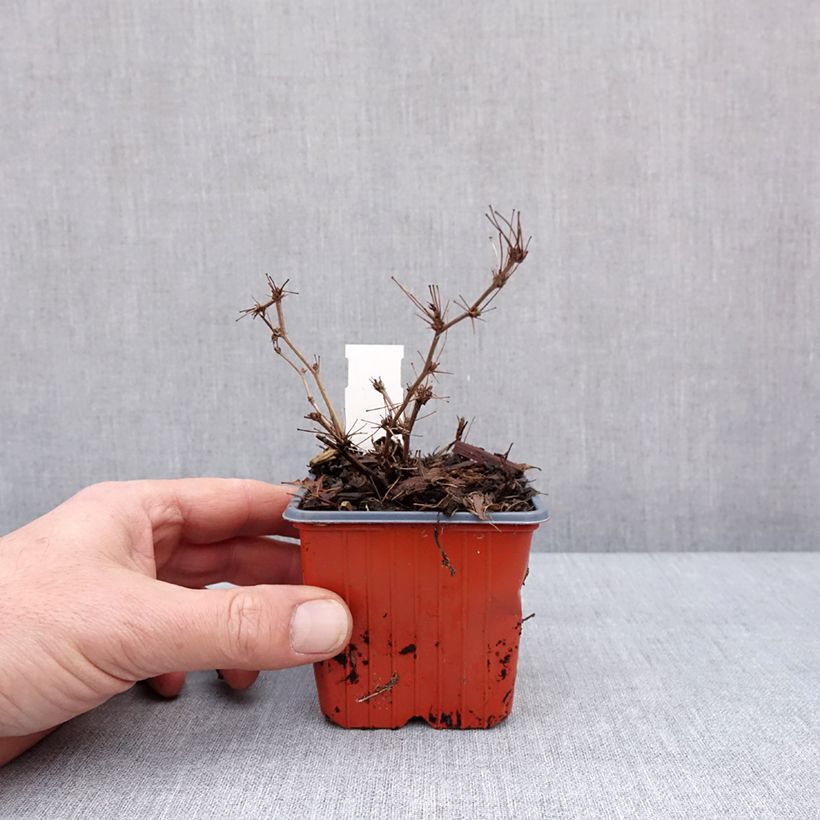 Example of Berberis thunbergii Ruby Star - Epine-vinette Kweekpotje van 8/9 cm as you get in hiver