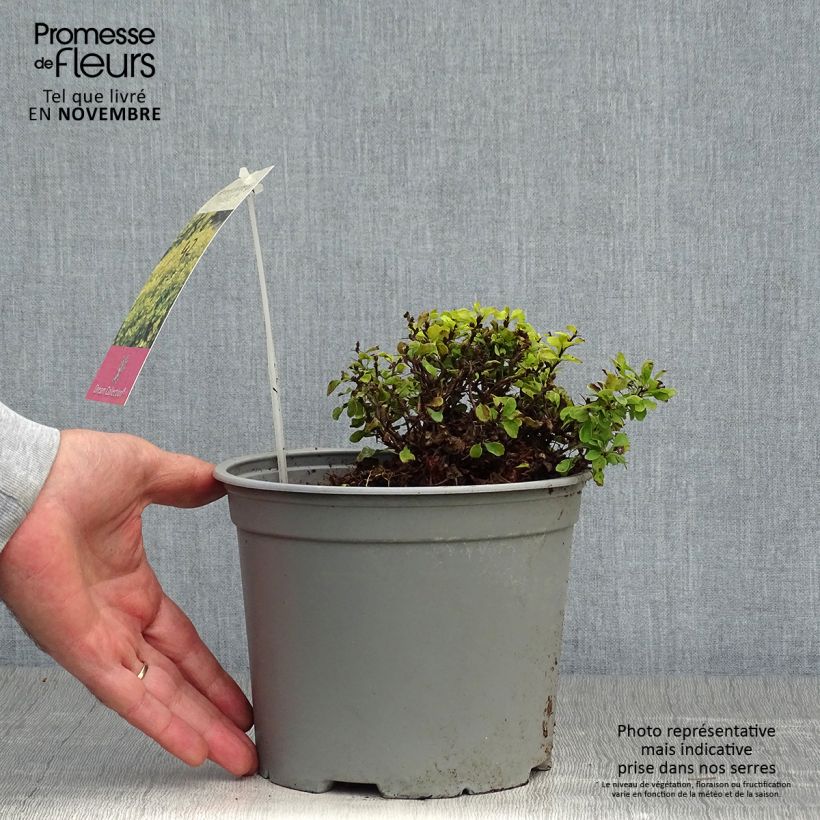 Exemplaar van Berberis thunbergii Tiny Gold - Japanse berberis Pot van 2 l/3 l zoals geleverd in de herfst
