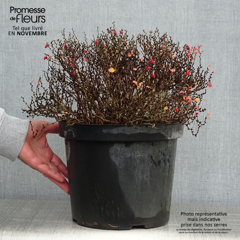 Exemplaar van Berberis thunbergii Tiny Gold - Japanse berberis Pot van 7,5 l/10 l zoals geleverd in de herfst