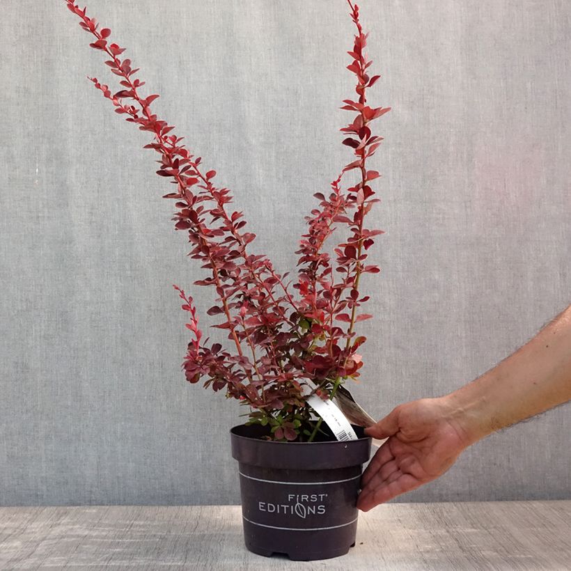 Exemplaar van Berberis thunbergii Toscana - Japanse berberis Pot van 2 l/3 l zoals geleverd in de zomer
