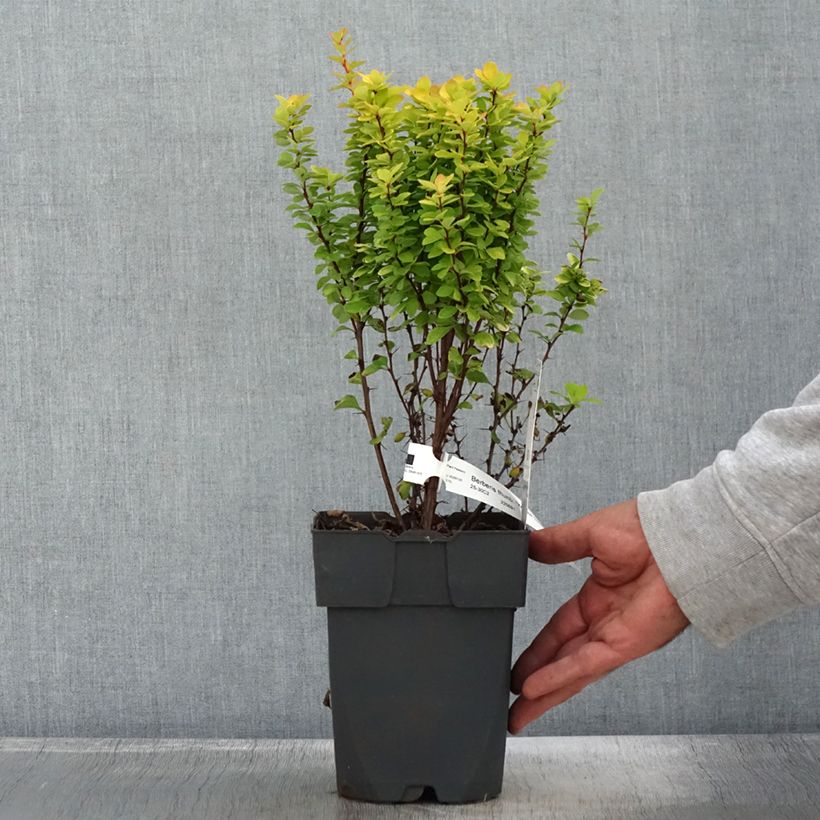Exemplaar van Berberis thunbergii Yellow Tower - Japanse berberis Pot van 2 l/3 l zoals geleverd in de herfst