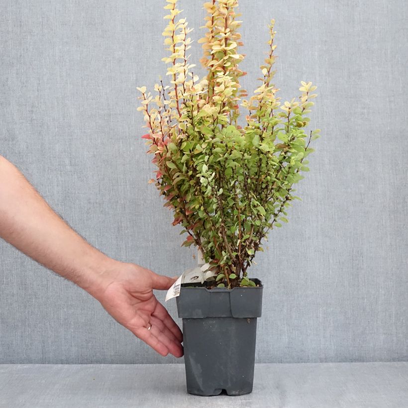 Exemplaar van Berberis thunbergii Yellow Tower - Japanse berberis Pot van 2 l/3 l zoals geleverd in de zomer