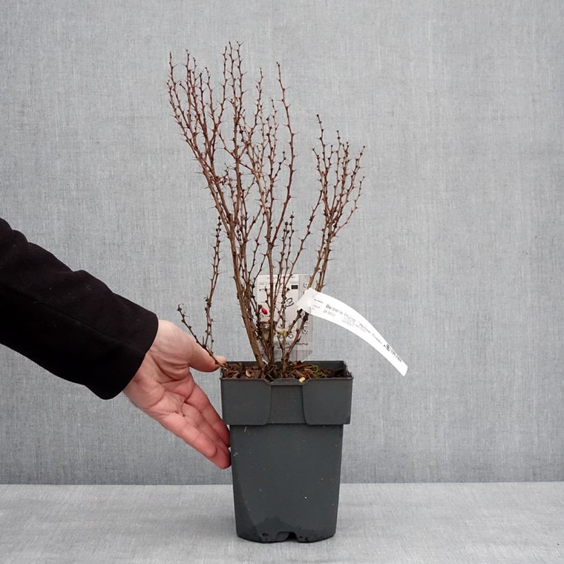 Example of Berberis thunbergii Yellow Tower - Epine-vinette Pot van 2 l/3 l as you get in hiver