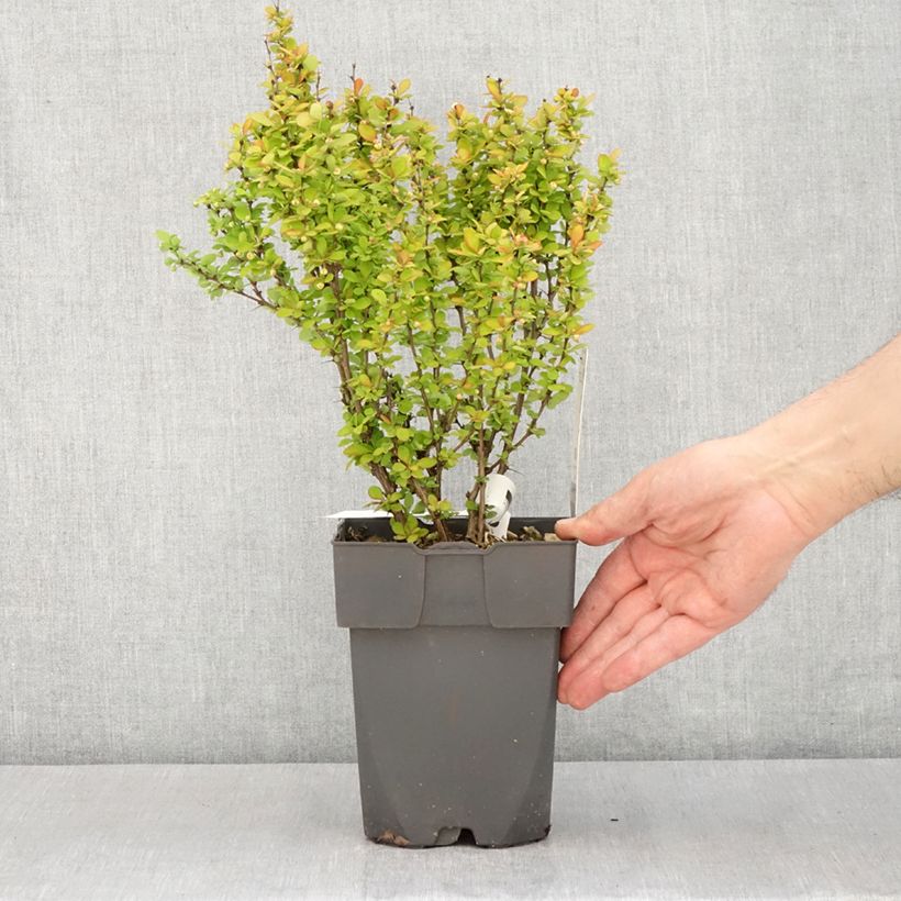 Exemplaar van Berberis thunbergii Yellow Tower - Japanse berberis Pot van 2 l/3 l zoals geleverd in de lente