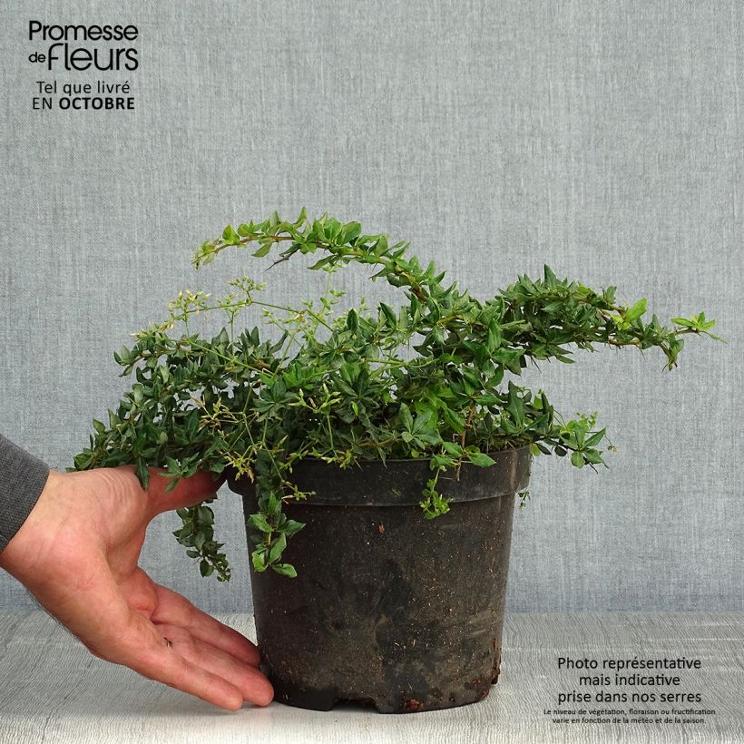 Exemplaar van Berberis verrucosa - Zuurbes Pot van 2 l/3 l zoals geleverd in de herfst