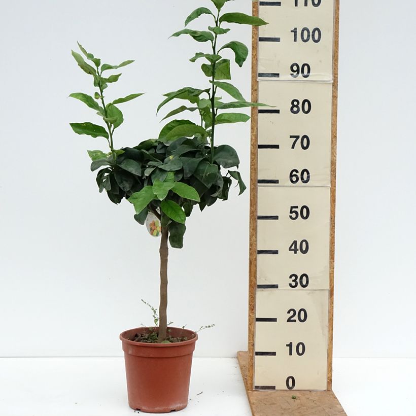 Exemplaar van Bergamot - Citrus bergamia Pot van 4 l/5 l, Kwartstam zoals geleverd in de herfst