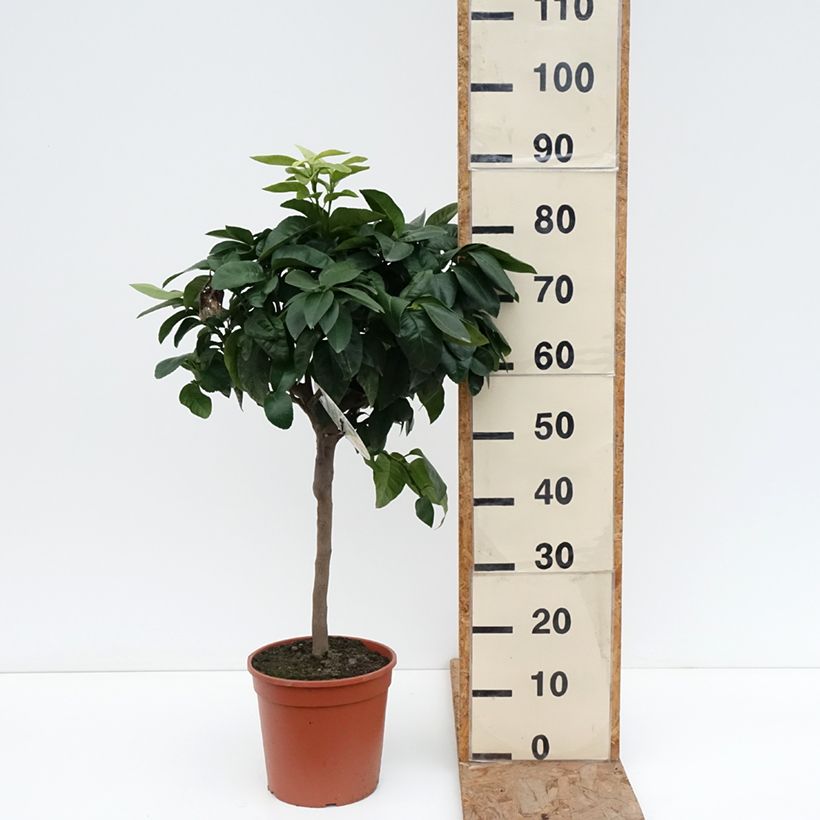 Exemplaar van Bergamot - Citrus bergamia Pot van 4 l/5 l, Kwartstam zoals geleverd in de winter