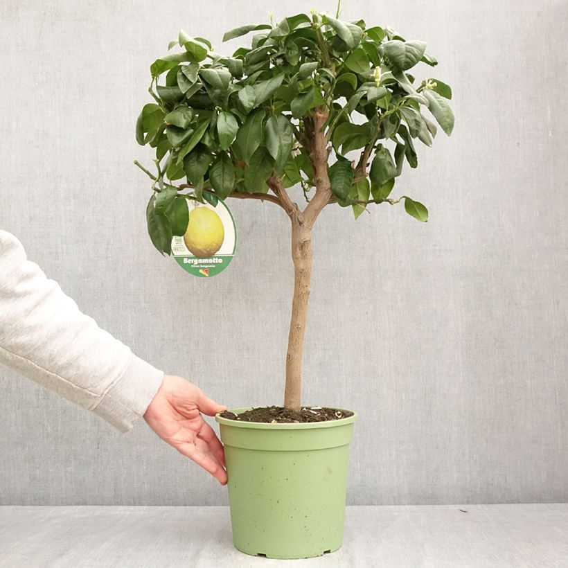 Exemplaar van Bergamot - Citrus bergamia Pot van 4 l/5 l, Kwartstam zoals geleverd in de lente