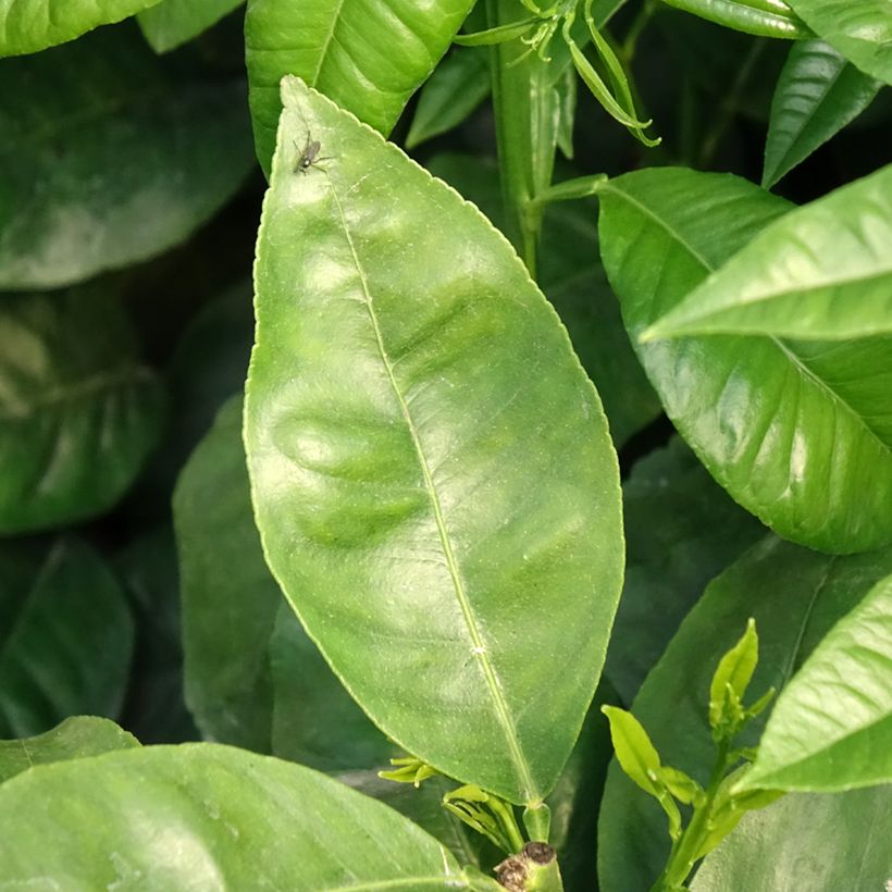 Bergamot - Citrus bergamia (Blad)