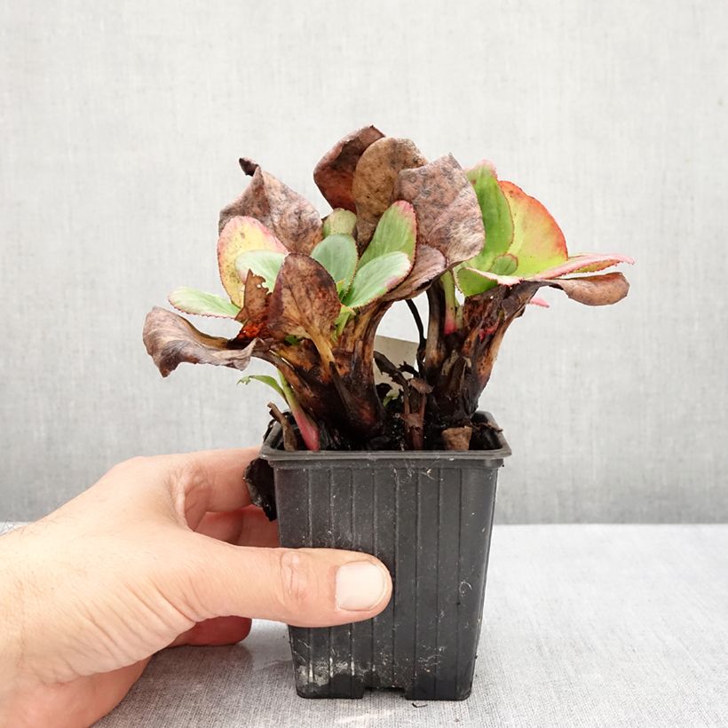 Exemplaar van Bergenia Bach - Schoenlappersplant Kweekpotje van 8/9 cm zoals geleverd in de herfst