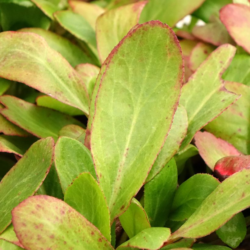 Bergenia Bach - Schoenlappersplant (Blad)